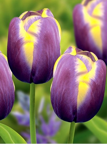 Лале (Tulipa 'Arabian Beauty') T18 Лале (Tulipa 'Arabian Beauty') T18